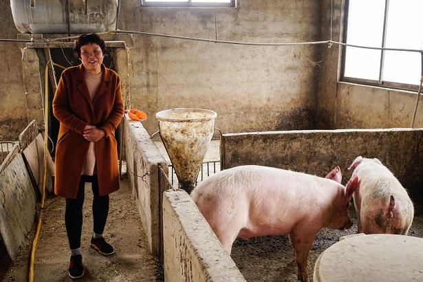 Una enfermedad porcina en China afecta a los mercados de carne del mundo