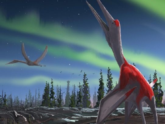 Identifican en Canadá uno de los mayores animales voladores de la prehistoria