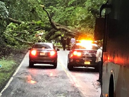 Árbol cae sobre camión y causa la muerte de una persona en Chiriquí