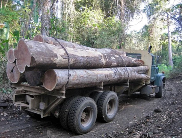 Asamblea crea comisión para investigar impacto de la deforestación en Darién