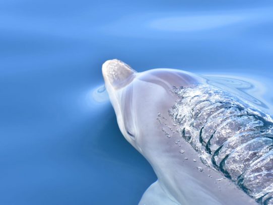 Estudio revela comportamiento de los delfines de Bocas del Toro durante la cuarentena