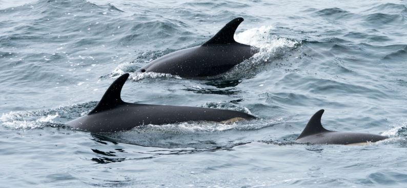 Canadá prohíbe captura y cría de delfines y ballenas