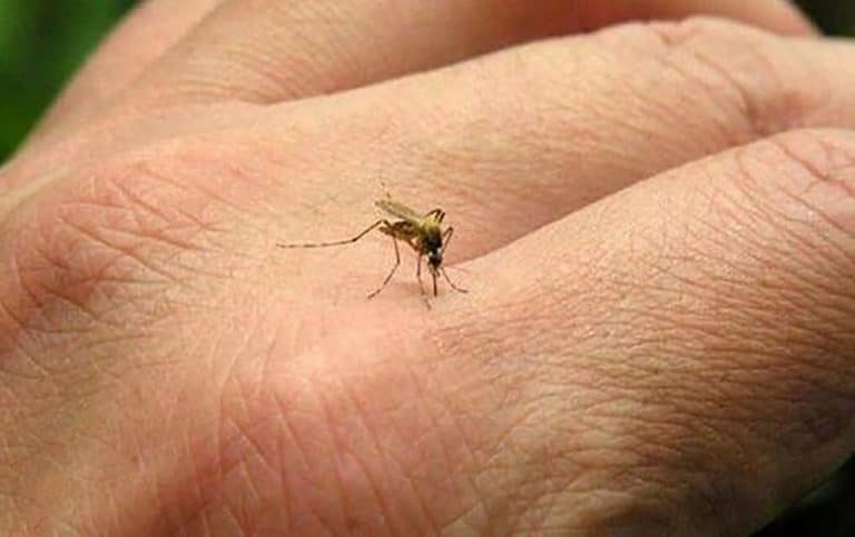 ¡Atención! Van 439 casos de dengue en Chiriquí