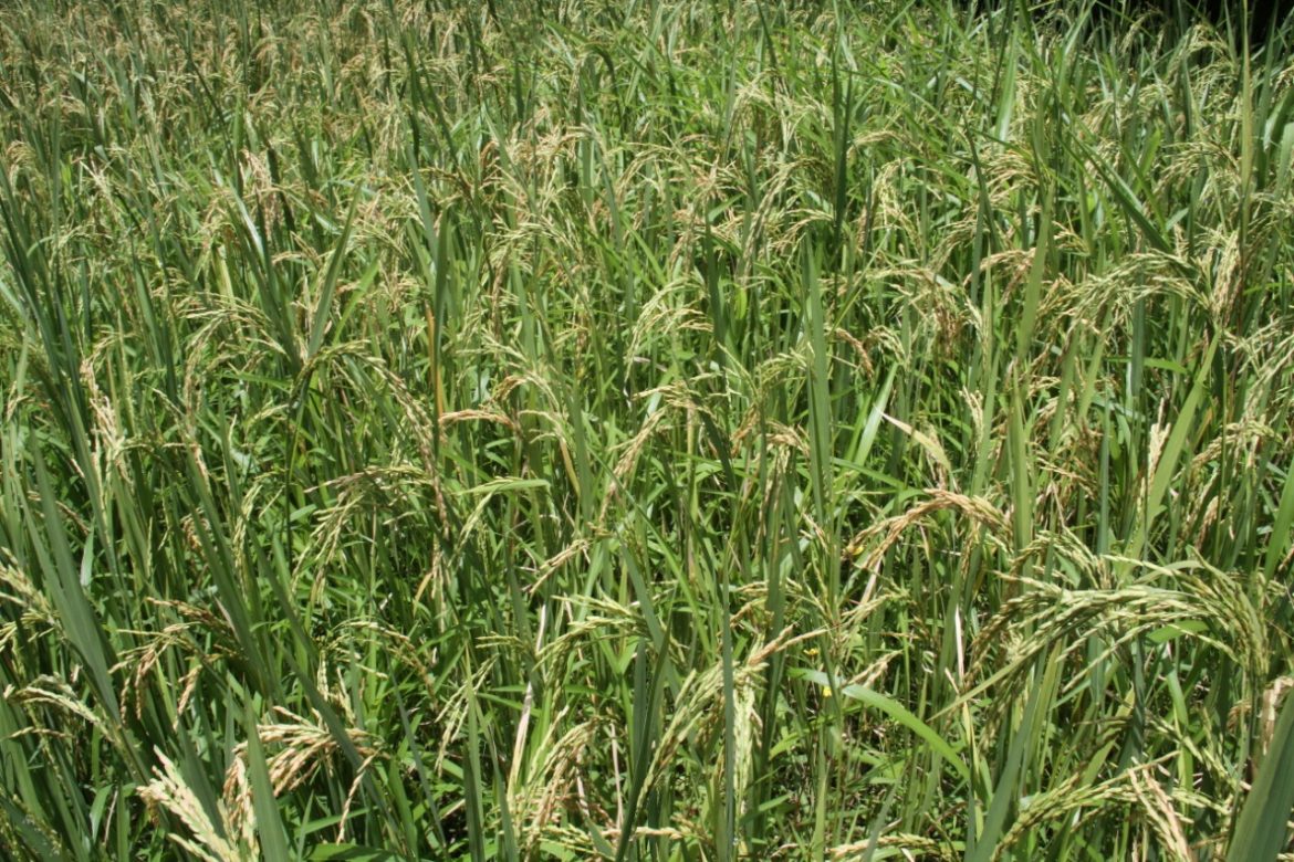 Unas 24 mil hectáreas de arroz han sido sembradas este año