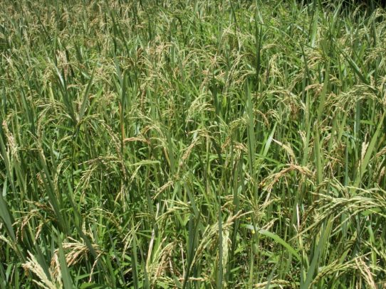 Unas 24 mil hectáreas de arroz han sido sembradas este año
