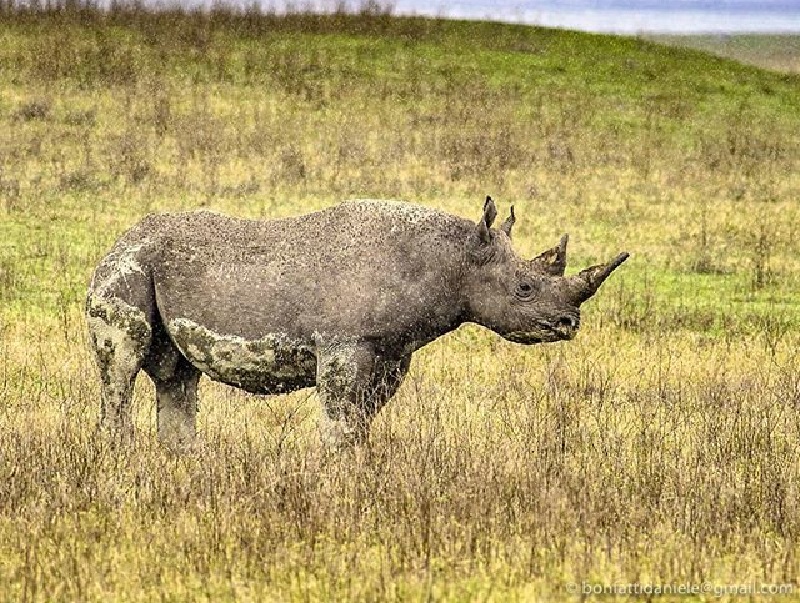 El rinoceronte "más viejo del mundo" muere en Tanzania a los 57 años