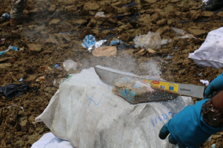 Autoridades destruyen 31.3 toneladas de sustancia ilícita