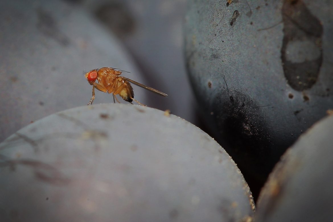 La importancia de las moscas de la fruta para la investigación científica