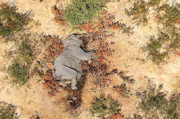 Toxinas naturales habrían causado la muerte de centenares de elefantes en Botsuana