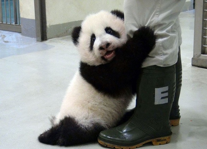 Un panda regalado por China a Taiwán tiene una segunda cría
