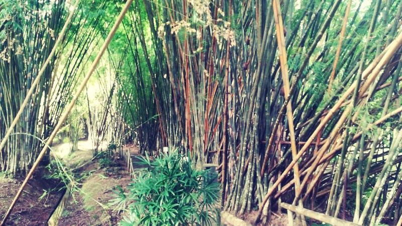 El 18 de septiembre Panamá celebrará el Día Mundial del Bambú