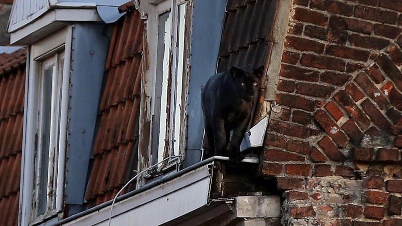 Roban en Francia una pantera negra que se escapó de un domicilio particular