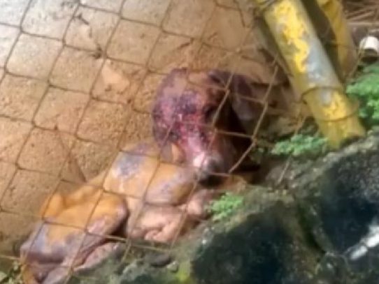 Municipio de Panamá atiende denuncia de maltrato animal