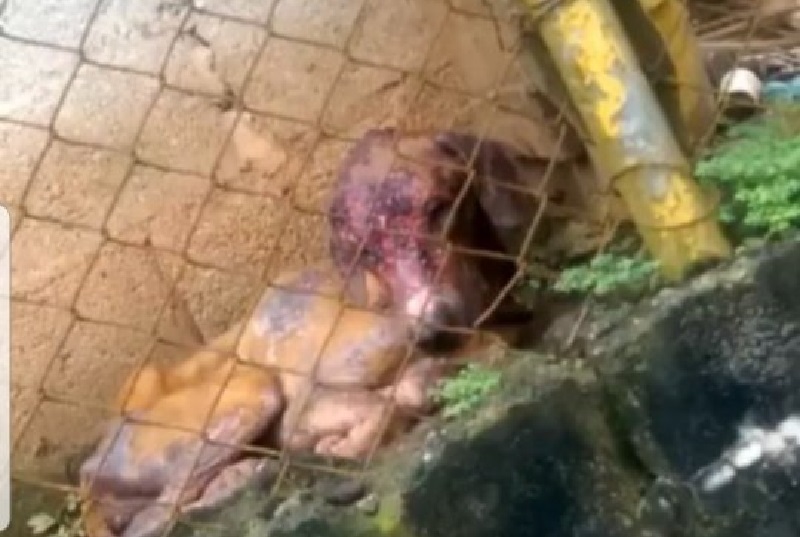 Municipio de Panamá atiende denuncia de maltrato animal