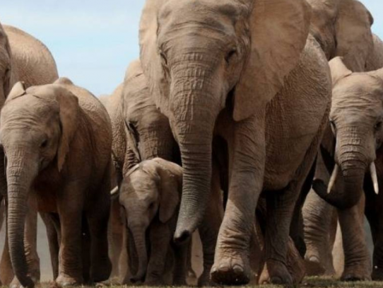 Larga marcha de elefantes en China pone en evidencia pérdida de hábitat