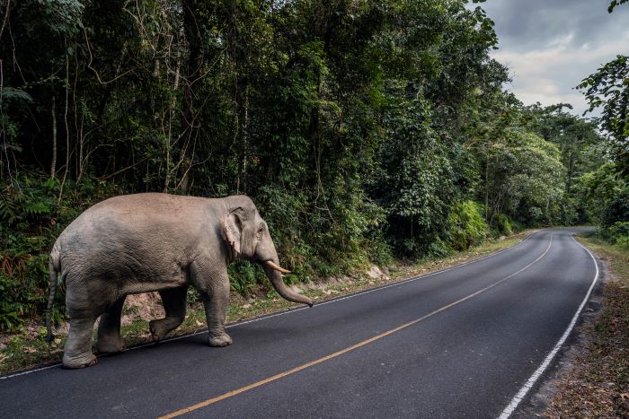 Los elefantes, amenazados desde hace tiempo por las multitudes tailandesas, recuperan un parque nacional