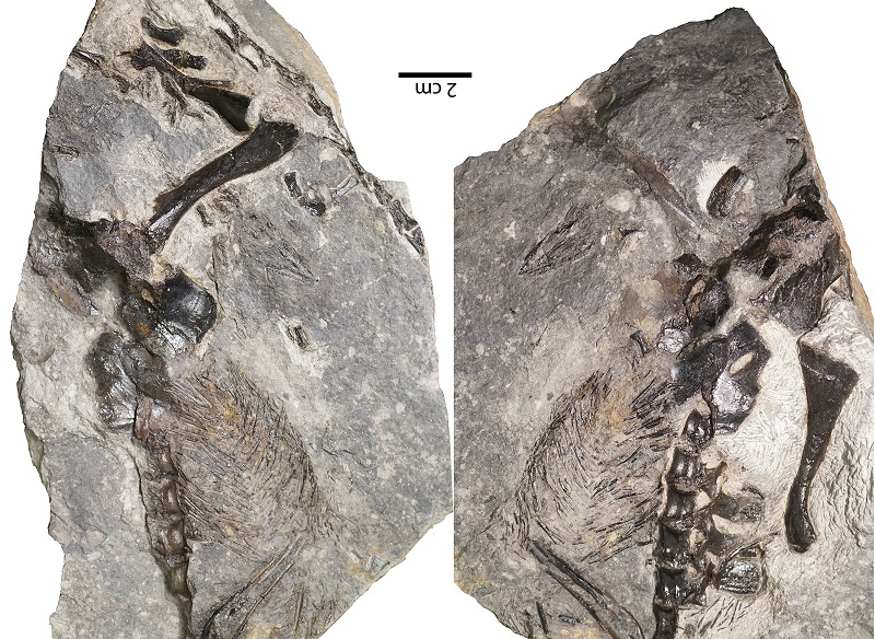 Vertebrados protegían a sus crías hace mas de 300 millones de años