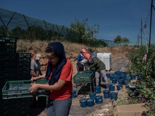 Trabajadoras de los campos de fresas de España denuncian abusos