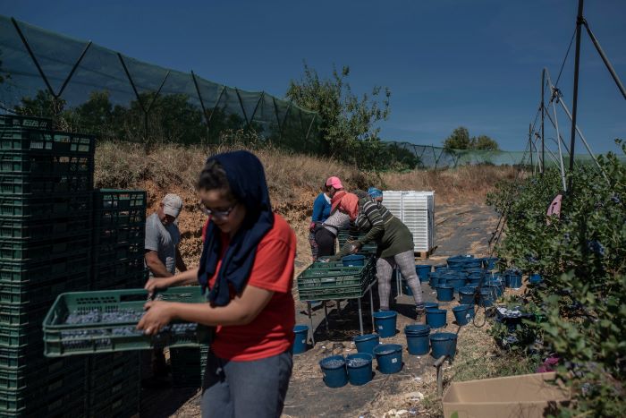 Trabajadoras de los campos de fresas de España denuncian abusos