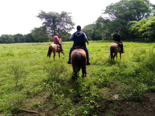 Policía realiza patrullajes a caballo para combatir el hurto pecuario en Chiriquí