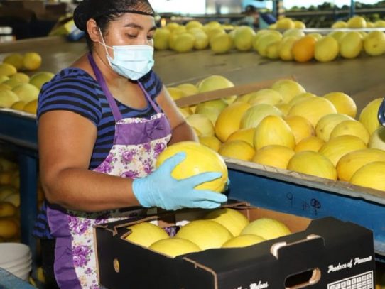 Panamá reanuda exportación de sandía y melón hacia Europa
