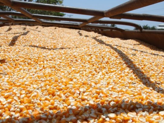 Empresas industriales deberán cumplir acuerdo para compra de maíz nacional
