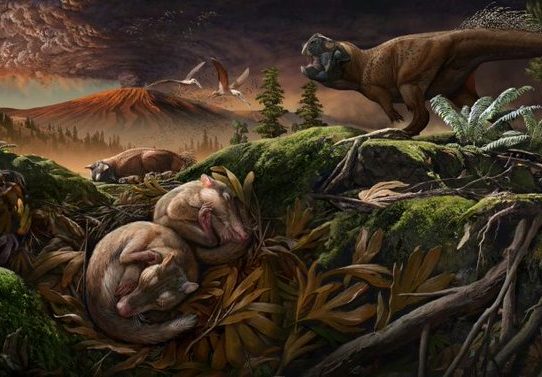 Nuevos fósiles revelan cómo los mamíferos desarrollaron la audición