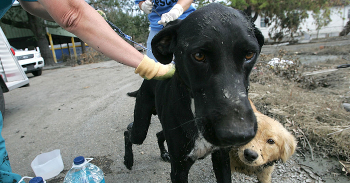 Un perro salva a un bebé enterrado en el campo en Tailandia