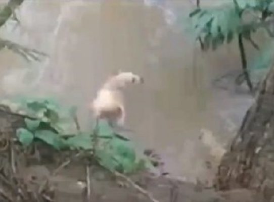 Fiscalía de Herrera investiga video que capta cuando lanzan a un perro para ser devorado por un reptil