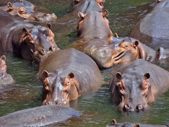 Los hipopótamos de Pablo Escobar llenan un vacío que surgió con las extinciones de la Edad de Hielo