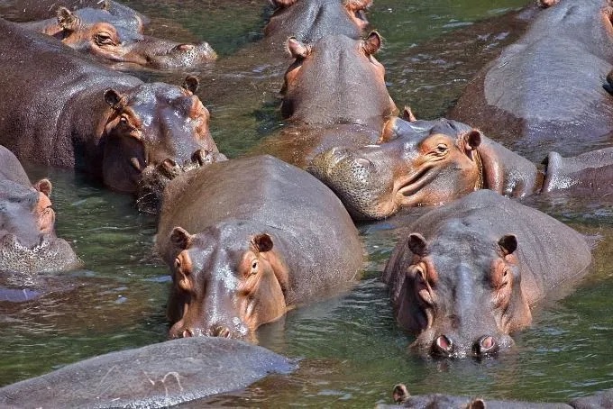 Los hipopótamos de Pablo Escobar llenan un vacío que surgió con las extinciones de la Edad de Hielo