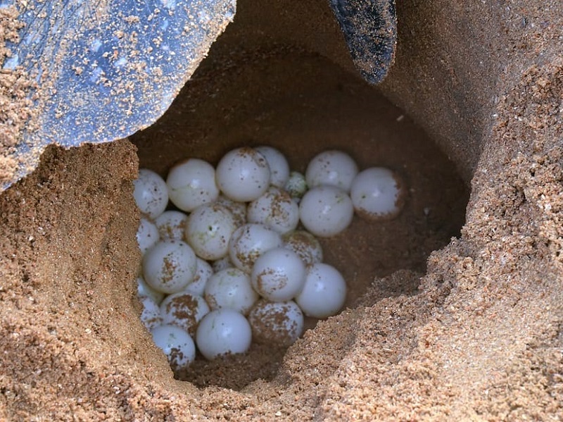 Cuatro años de cárcel por 633 huevos de tortuga