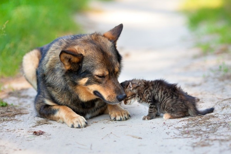 Gran recolecta nacional en beneficio de los animales desamparados