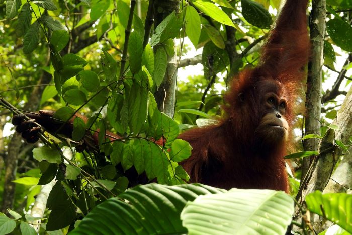 El virus retrasa el anhelado regreso de los orangutanes a casa