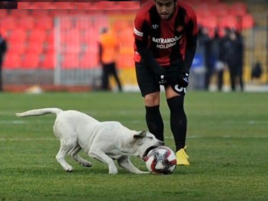 Perrito futbolista se roba la atención y el balón en partido de la liga turca