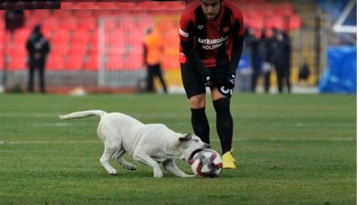 Perrito futbolista se roba la atención y el balón en partido de la liga turca