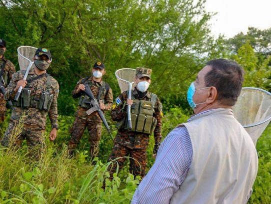 El Salvador combate plaga de langosta que amenaza agricultura centroamericana