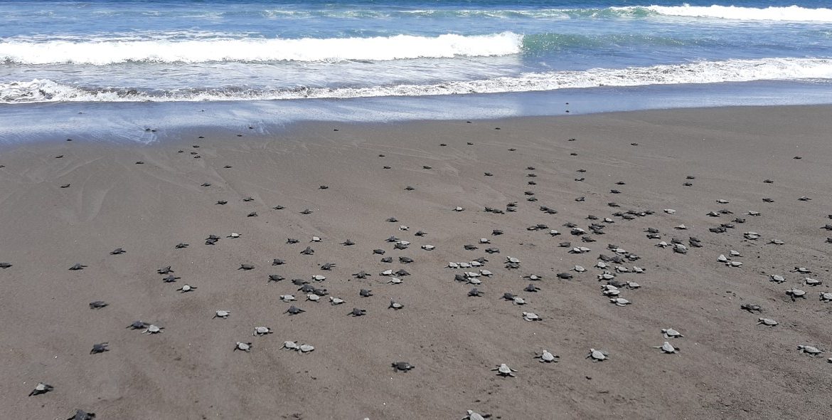 Encuentran 337 huevos de tortugas Lora en recorrido por área protegida en Chiriquí