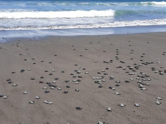 Encuentran 337 huevos de tortugas Lora en recorrido por área protegida en Chiriquí