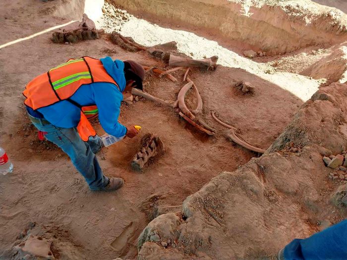 Se descubren los restos de sesenta mamuts en México
