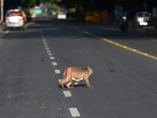 En la India confinada, los animales se apropian de las calles