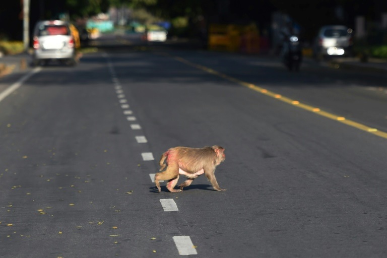 En la India confinada, los animales se apropian de las calles