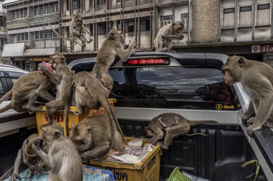 Estos monos alguna vez fueron venerados; ahora están tomando el control