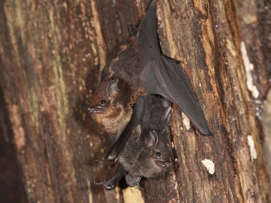 Las mamá murciélago usan “lenguaje infantil” para comunicarse con sus cachorros