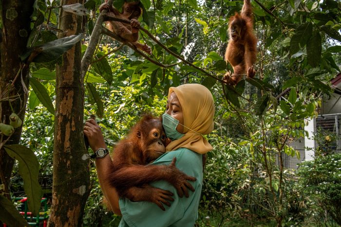Acorralados y sin lugares donde vivir: el drama los orangutanes desplazados por el aceite de palma