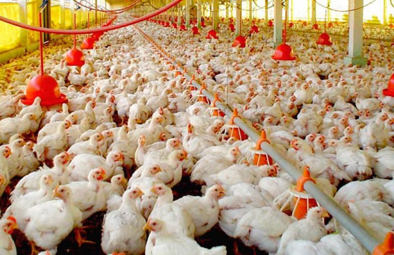 Panamá y China firman protocolo para la exportación de carne avícola