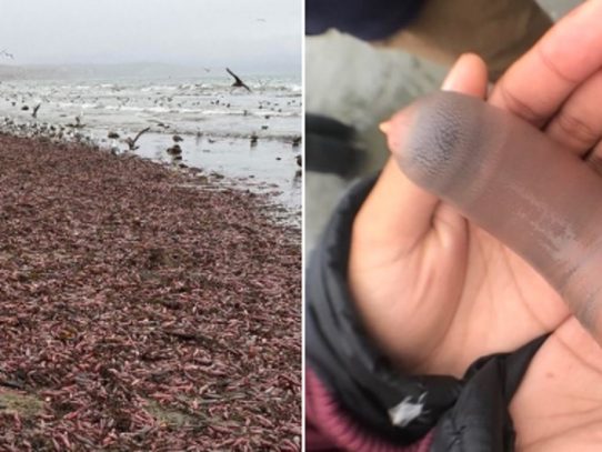 Miles de "peces pene" aparecen en una playa de California
