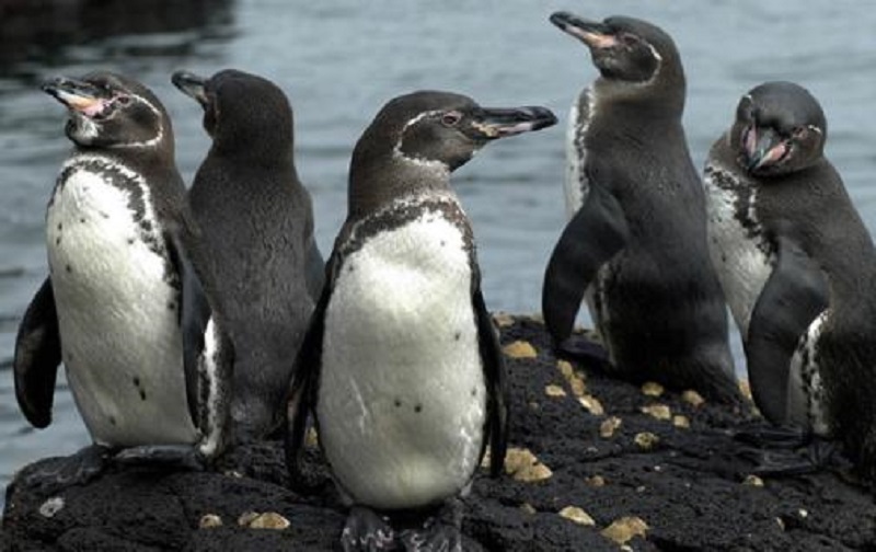 Esperan recuperar población del pingüino de Galápagos ante mayor expectativa de vida