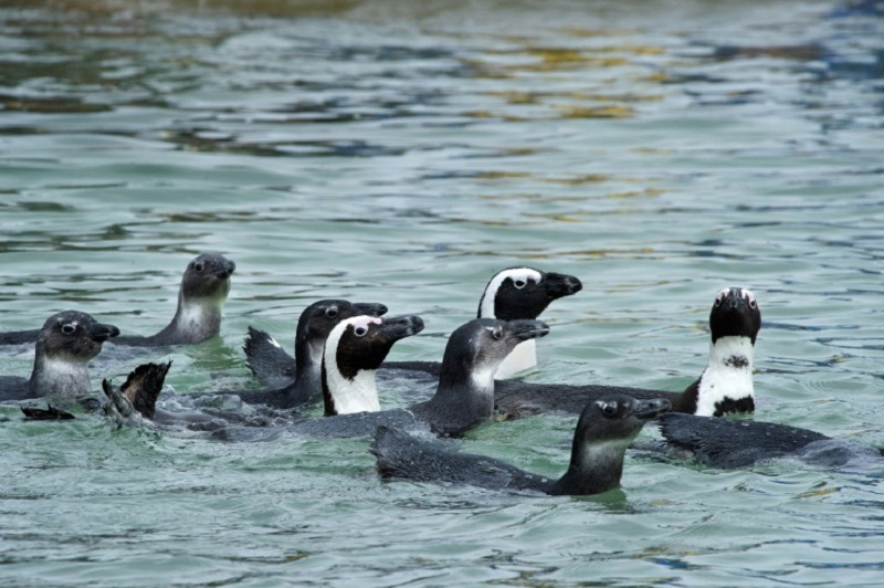 Video prueba la 'solidaridad' de pingüinos de El Cabo con aves marinas