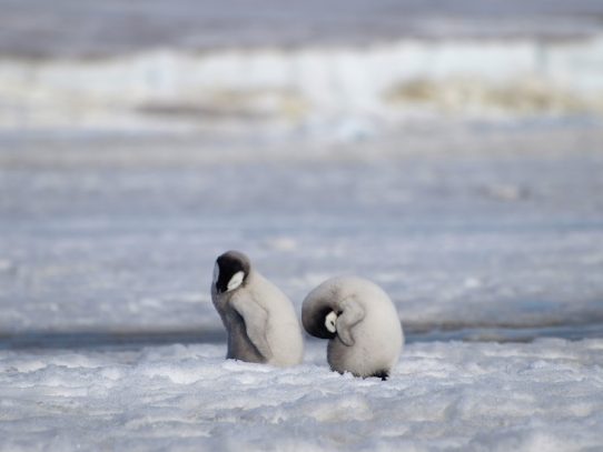 Una colonia de pingüinos emperador en Antártida se desvaneció